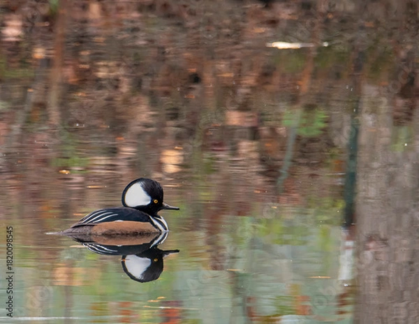 Obraz duck on the water