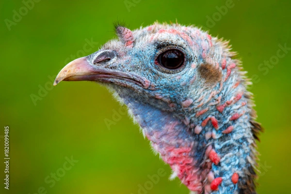 Obraz close up of a turkey