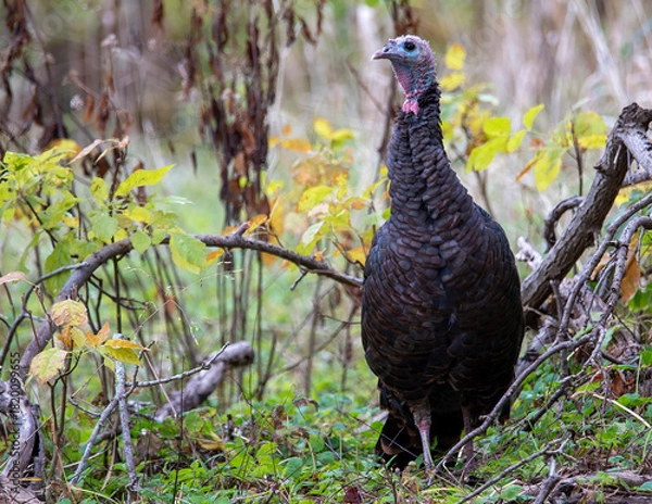 Obraz turkey in the wild