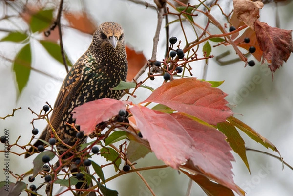 Obraz bird in autumn