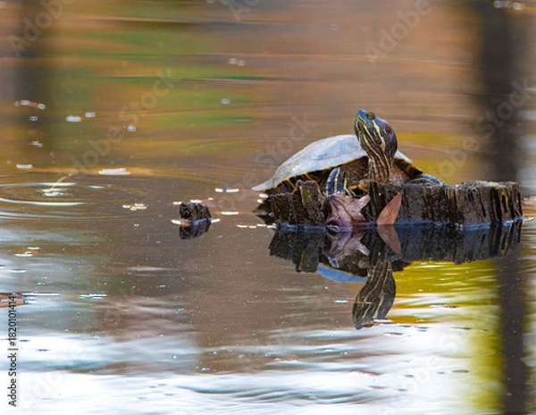 Obraz turtle on a log