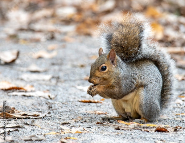 Obraz squirrel eating nut