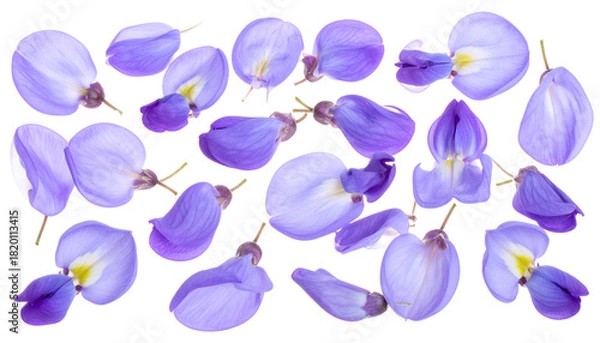 Obraz Scattered Beauty Delicate Purple Wisteria Petals on White Background