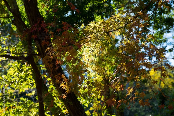 Obraz 紅葉するカエデ