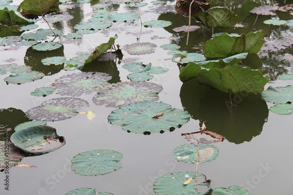 Obraz Lily Pads and Lotus Flowers in a Chinese Garden in Guangdong China Asia