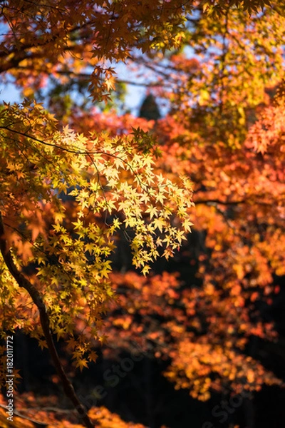 Fototapeta 紅葉するカエデ