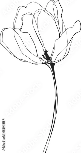 Fototapeta Flower single line sketch, hand drawn minimalist tulip with delicate curved petals. Vector illustration