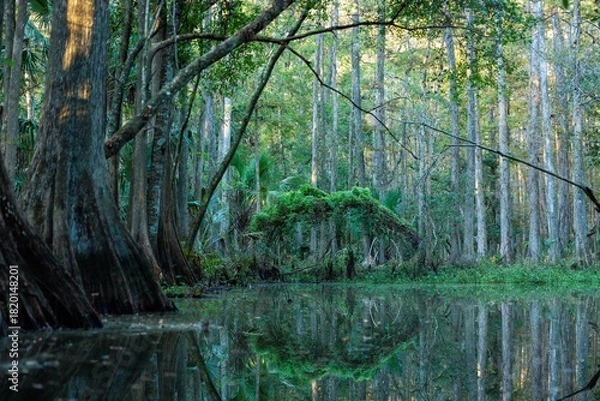 Fototapeta A haunting view of a cypress swamp in central Florida. 