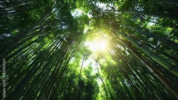 Fototapeta Tall green stalks of bamboo reach towards the bright sun piercing through the dense canopy
