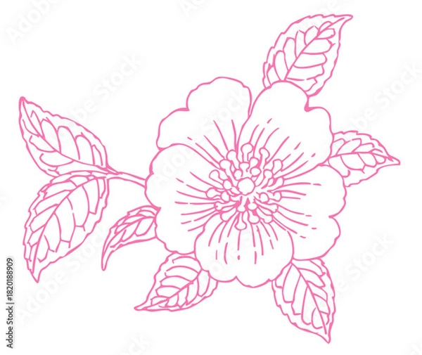 Obraz サザンカのスケッチ素材。ベクターイラスト素材。