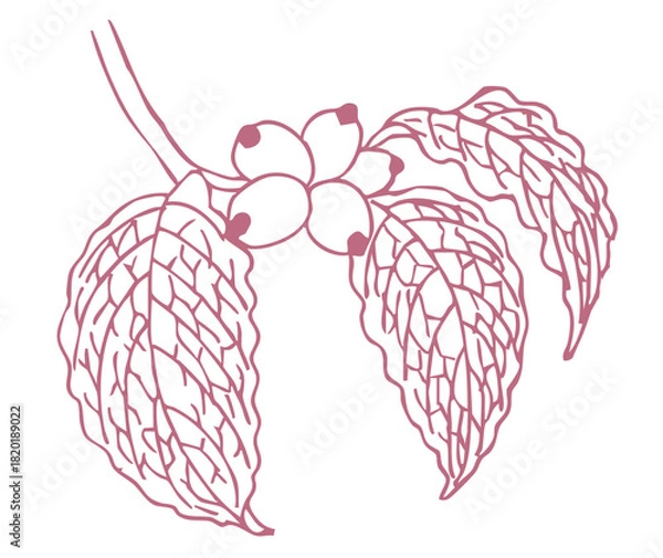 Obraz 秋のハナミズキのスケッチ素材。ベクターイラスト素材。