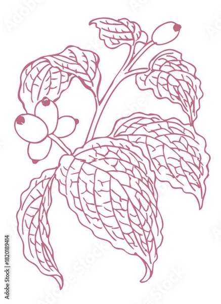 Obraz 秋のハナミズキのスケッチ素材。ベクターイラスト素材。