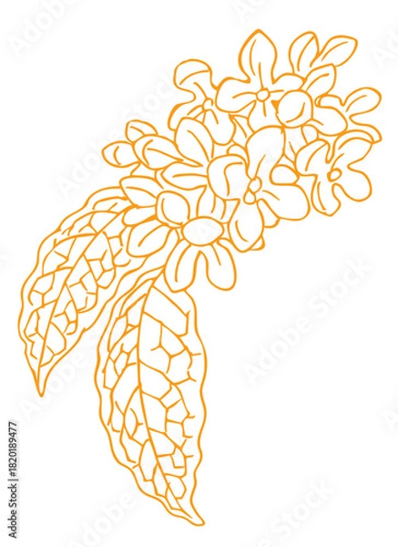 Obraz キンモクセイのスケッチ素材。ベクターイラスト素材。