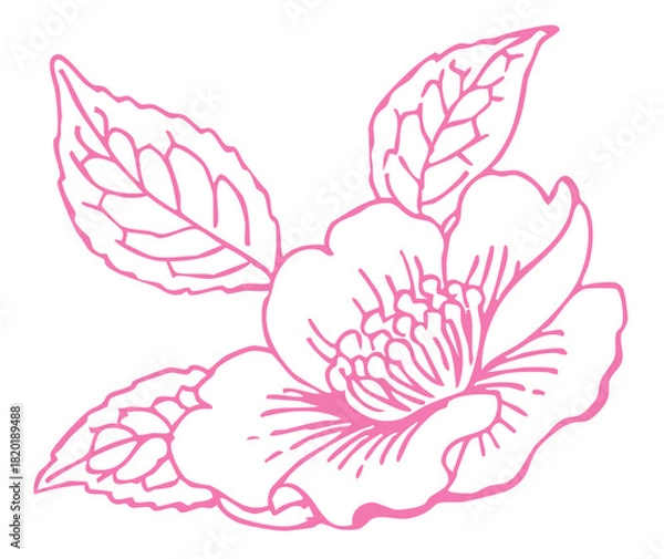 Obraz サザンカのスケッチ素材。ベクターイラスト素材。