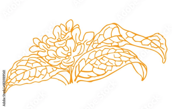 Obraz キンモクセイのスケッチ素材。ベクターイラスト素材。