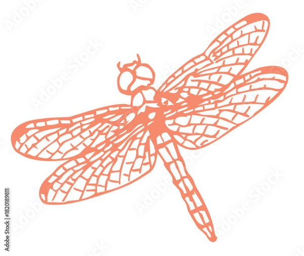 Obraz トンボのスケッチ素材。ベクターイラスト素材。
