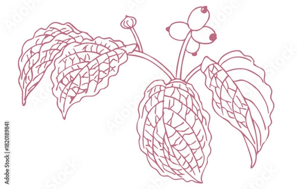 Obraz 秋のハナミズキのスケッチ素材。ベクターイラスト素材。