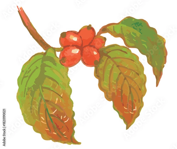 Obraz 秋のハナミズキのスケッチ素材。ベクターイラスト素材。