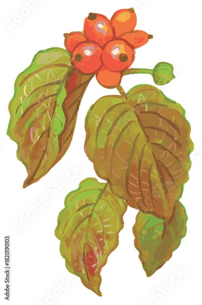 Obraz 秋のハナミズキのスケッチ素材。ベクターイラスト素材。