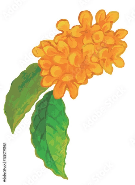 Obraz キンモクセイのスケッチ素材。ベクターイラスト素材。