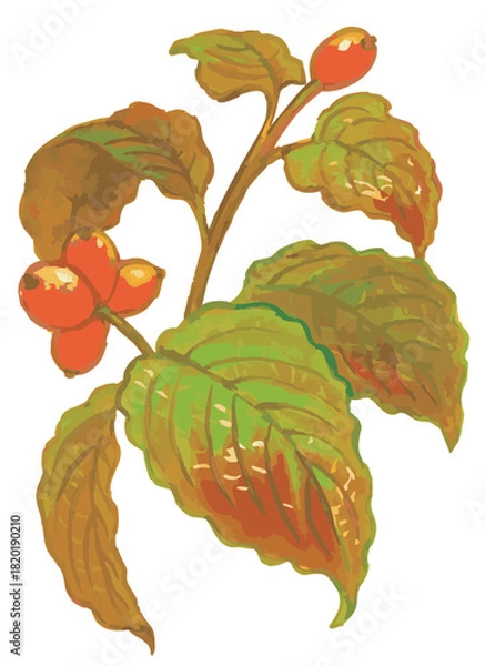 Obraz 秋のハナミズキのスケッチ素材。ベクターイラスト素材。