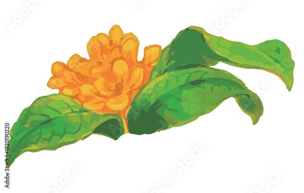 Obraz キンモクセイのスケッチ素材。ベクターイラスト素材。