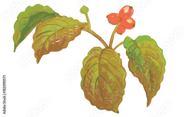 Obraz 秋のハナミズキのスケッチ素材。ベクターイラスト素材。