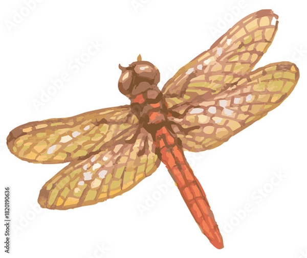 Obraz トンボのスケッチ素材。ベクターイラスト素材。