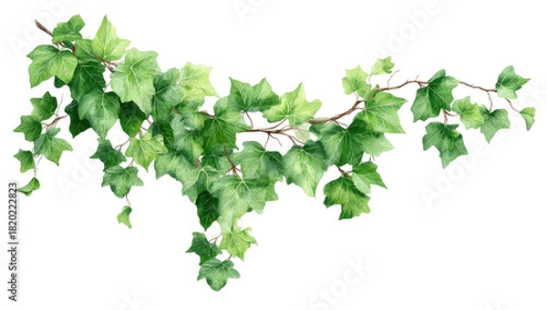 Fototapeta Ivy branch, cascading leaves, green foliage art