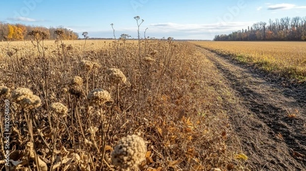 Obraz Withered plants on drought-stricken farmland. Bright daylight. Rural field background.