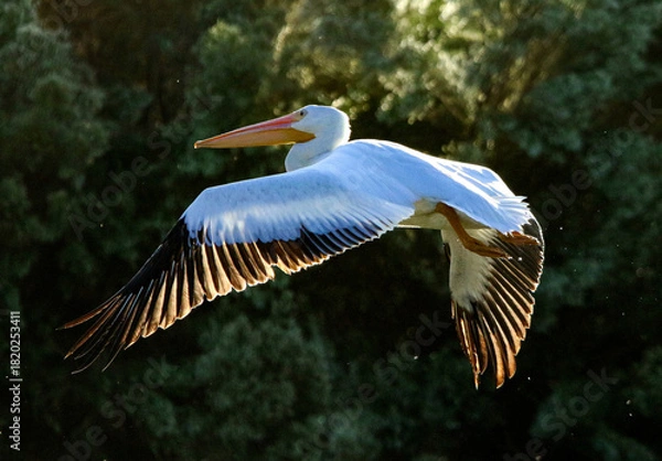 Fototapeta American White Pelican 