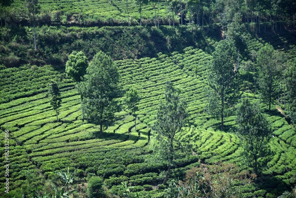 Obraz A vast expanse of tea plantations in the hills of the Sirah Kencong area of ​​Blitar, Indonesia