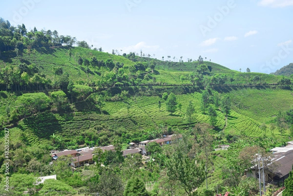Obraz A vast expanse of tea plantations in the hills of the Sirah Kencong area of ​​Blitar, Indonesia