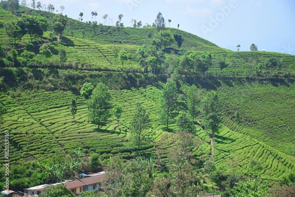 Obraz A vast expanse of tea plantations in the hills of the Sirah Kencong area of ​​Blitar, Indonesia