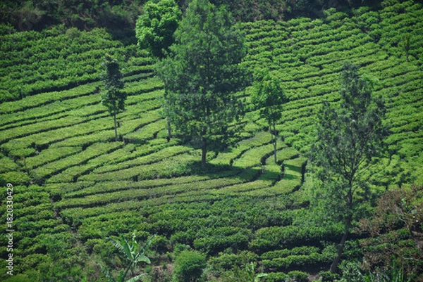 Obraz A vast expanse of tea plantations in the hills of the Sirah Kencong area of ​​Blitar, Indonesia