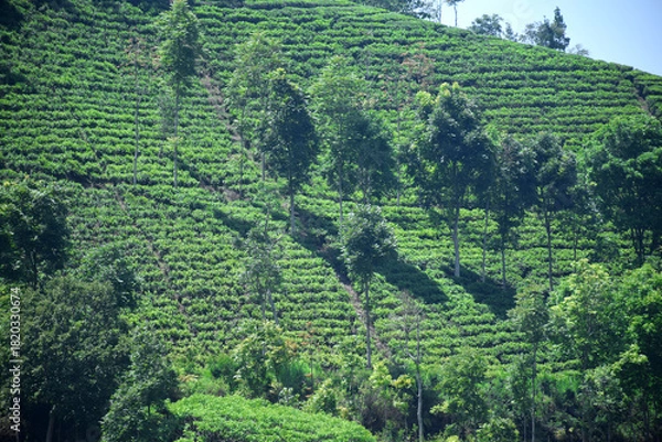Obraz A vast expanse of tea plantations in the hills of the Sirah Kencong area of ​​Blitar, Indonesia