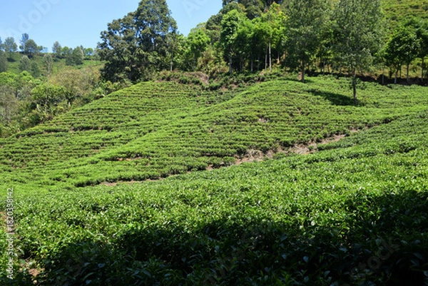Obraz A vast expanse of tea plantations in the hills of the Sirah Kencong area of ​​Blitar, Indonesia