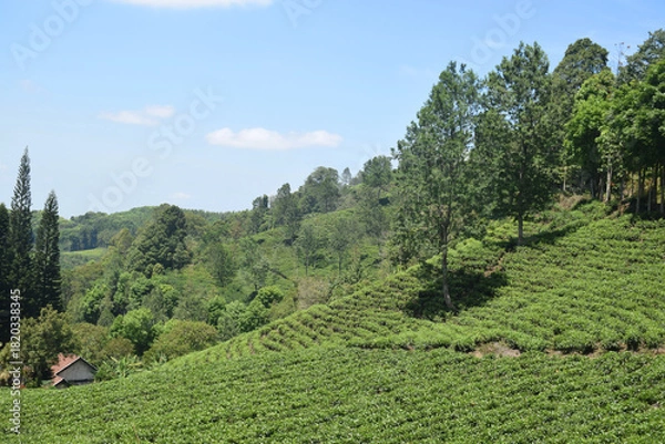 Obraz A vast expanse of tea plantations in the hills of the Sirah Kencong area of ​​Blitar, Indonesia
