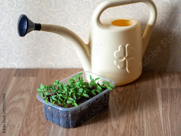 Fototapeta The best microgreens to grow. How to grow microgreens at home. Sprouted seeds in a container and a watering can 