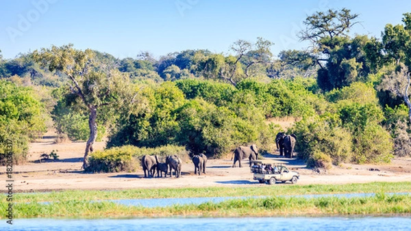 Obraz Elephant safari