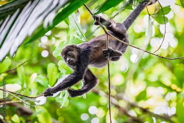 Obraz Howler monkey
