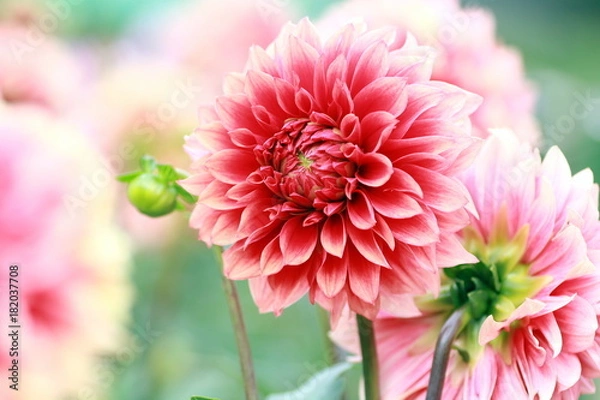 Obraz Różowa Dahlia