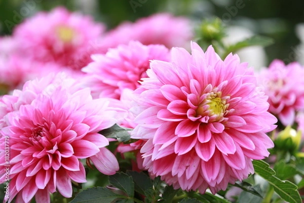 Obraz ピンクのダリア