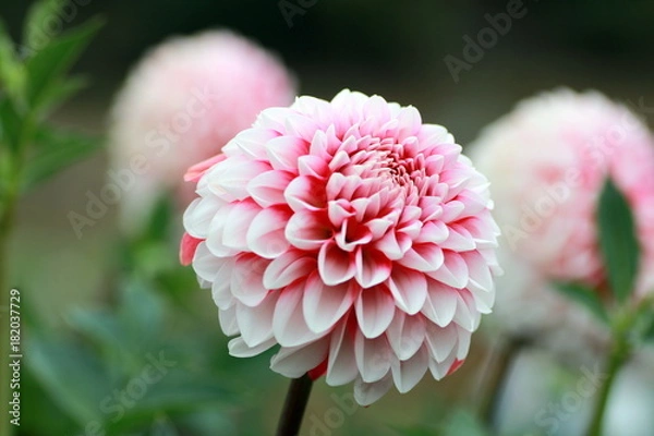 Obraz ピンクのダリア