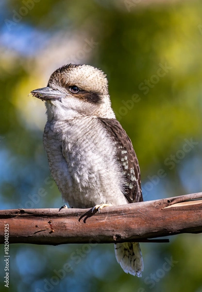 Fototapeta A young Australian Laughing Kookaburra (dacelo novaeguineae) looking from a tree branch