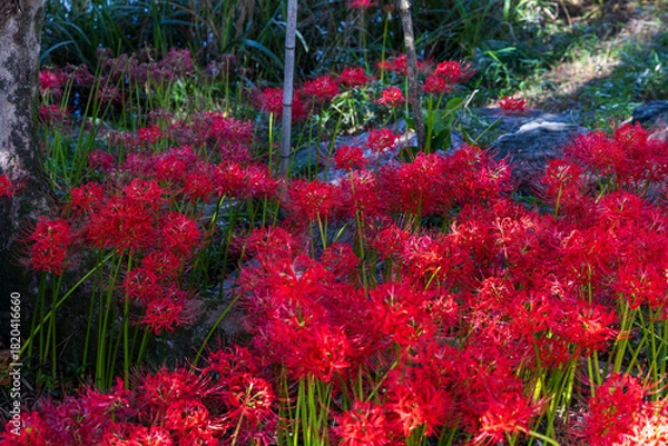 Obraz 石畳の小道と木陰に広がる真紅の彼岸花の秋風景