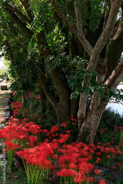 Obraz 秋の公園で咲き誇る真紅の彼岸花と大木の風景
