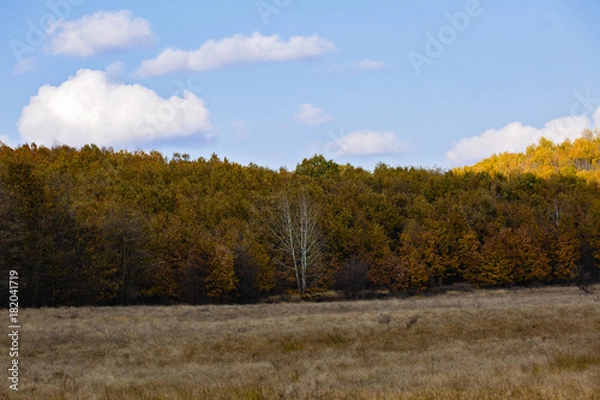 Fototapeta a tree without leaves in front of a yellow forest