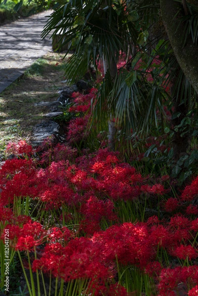 Obraz 秋の公園で咲き誇る真紅の彼岸花と大木の風景