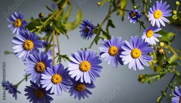 Fototapeta aster, dahlia flowers macro and creative texture